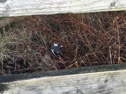 Inspire Litter Picking Heroes (65)